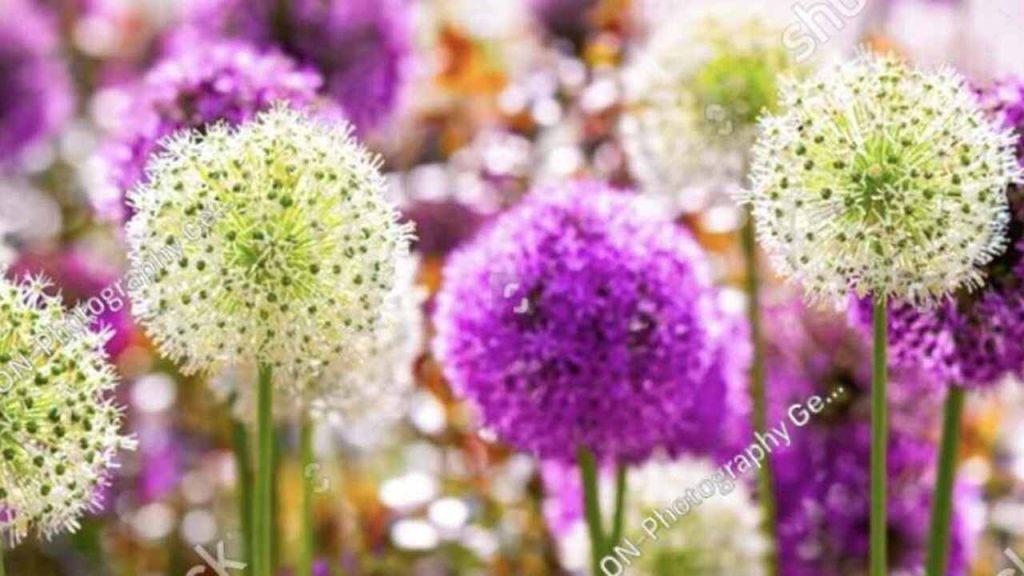 Rôzne odrody okrasného cesnaku s guľovitými bielymi a fialovými kvetmi na záhone.