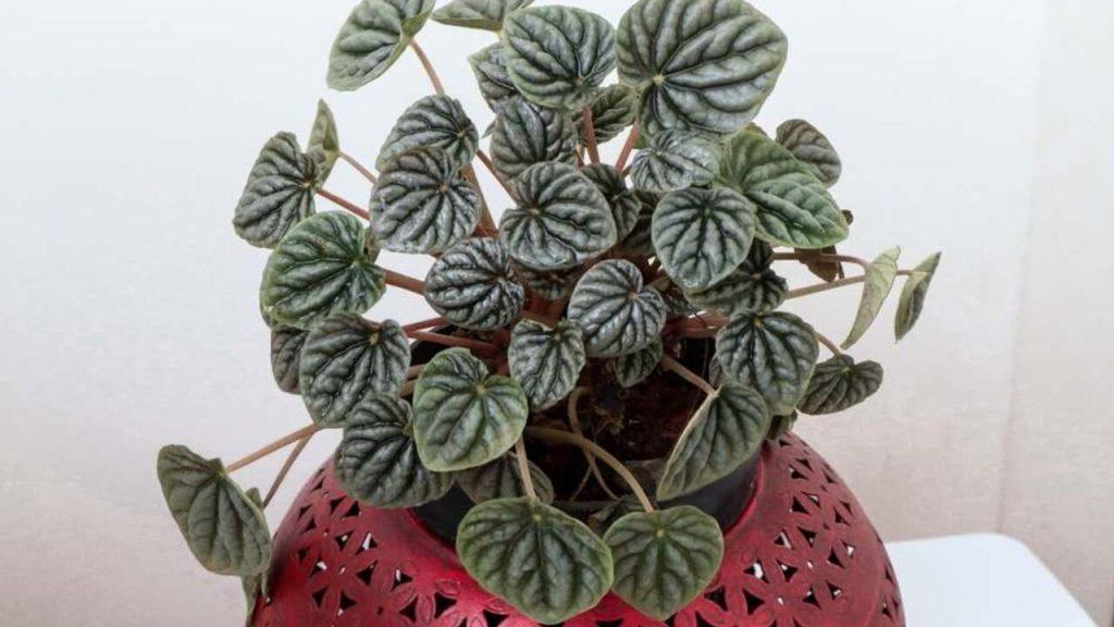 Peperomia Caperata v červenom kovovom kvetináči – originálna izbová rastlina s tmavozelenými listami.