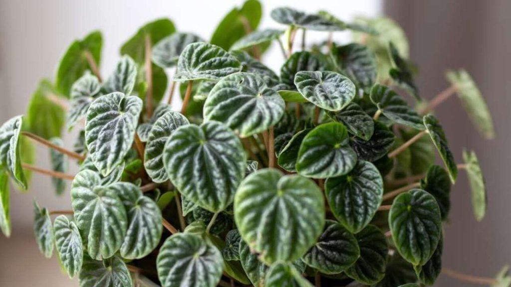 Peperomia Caperata Lilian – detail izbovej rastliny s dekoratívnymi zvlnenými listami v interiéri.