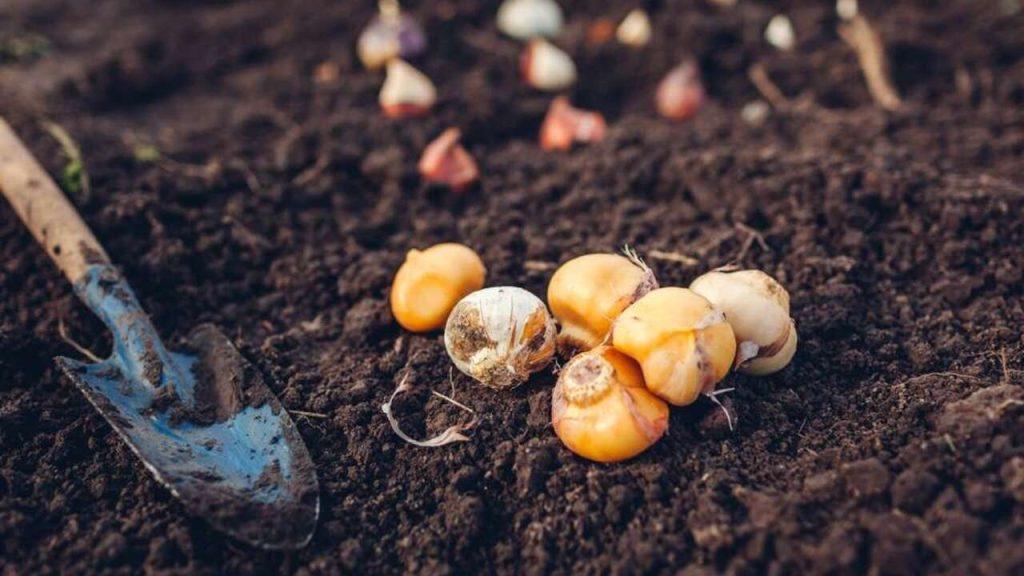 Cibuľky pripravené na zasadenie položené na pôde vedľa malej lopatky.