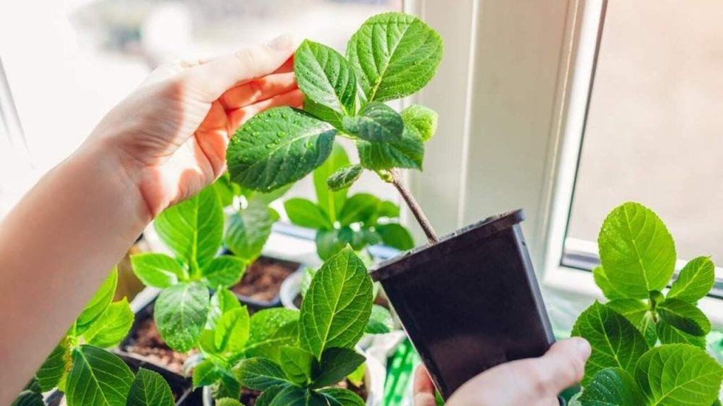 Mladé odrezky hortenzie pestované v kvetináčoch pri okne