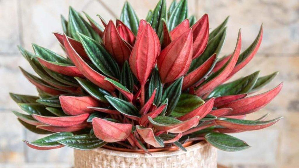 Peperomia Rosso v kvetináči – izbová rastlina s elegantnými červenozelenými listami.