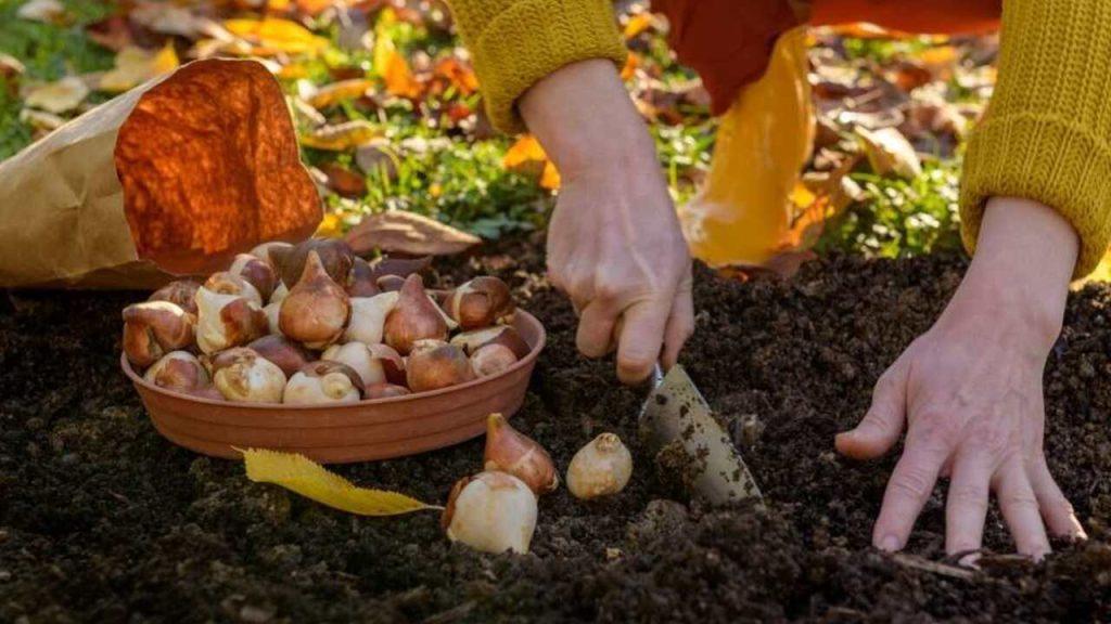 Záhradník sadí cibuľky tulipánov do pôdy na jeseň