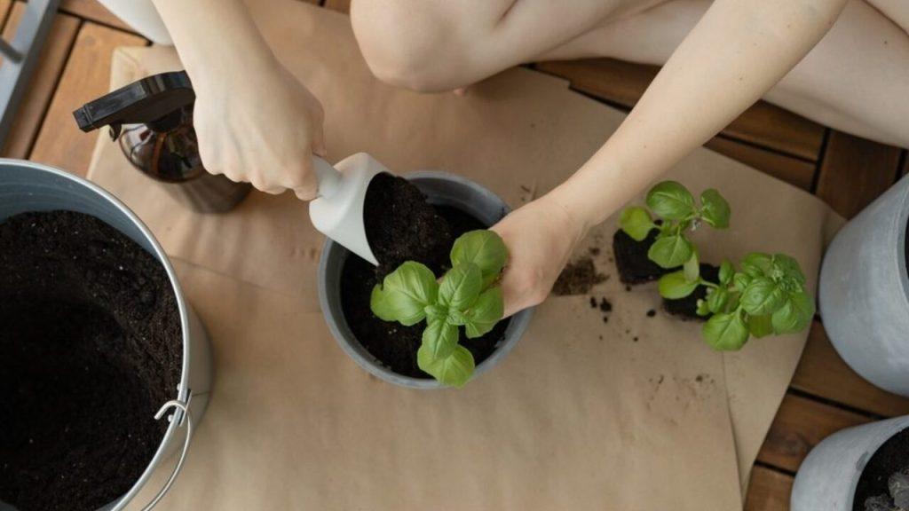 Presádzanie bazalky do väčšieho kvetináča.