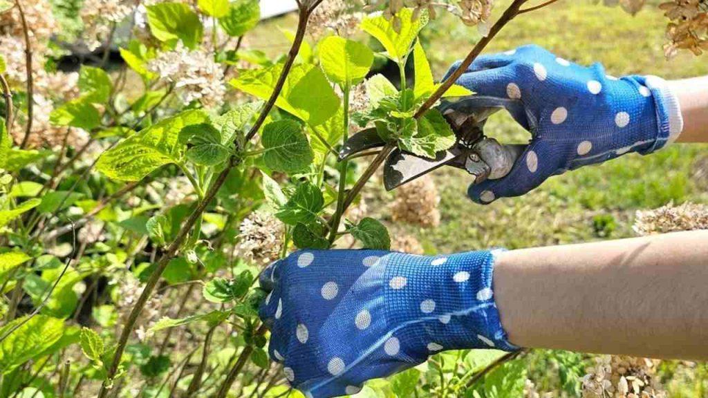 Rez suchých kvetov hortenzie na jar pomocou záhradníckych nožníc