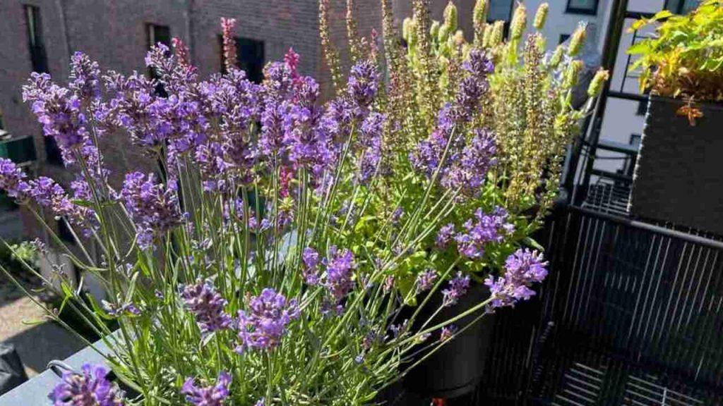 Levanduľa v kvetináči na balkóne – prírodná vôňa, ktorá odpudzuje holuby.