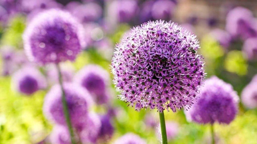 Detail fialového kvetu okrasného cesnaku na slnečnom záhone.