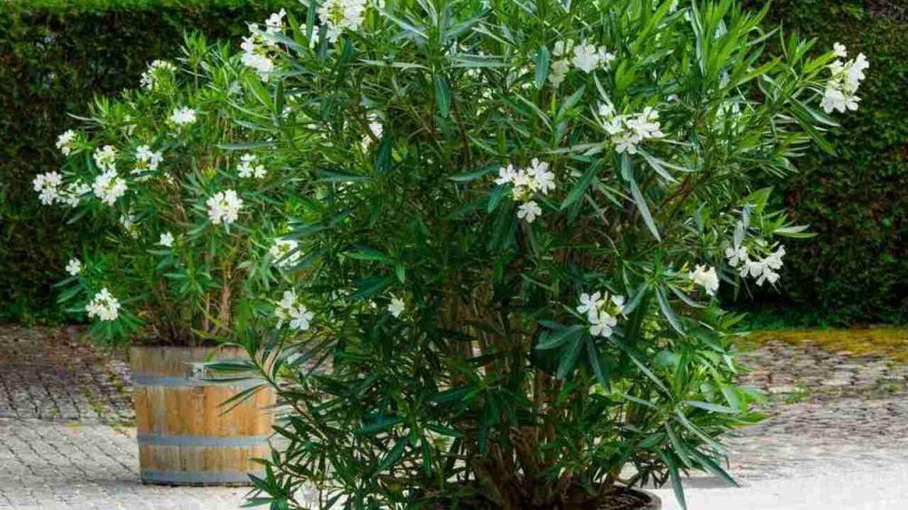 Oleander s bielimy kvetmi na terase v kvetináči