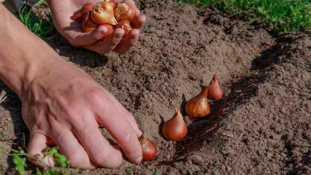 Výsadba cibuliek tulipánov do zeme s rozostupmi
