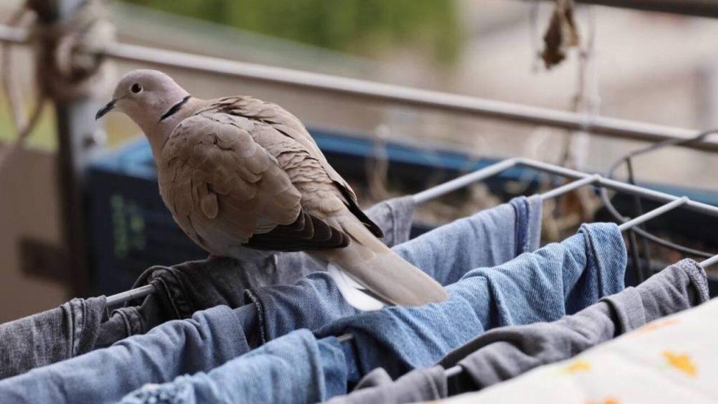 Holub sediaci na sušiaku s oblečením na balkóne v meste.