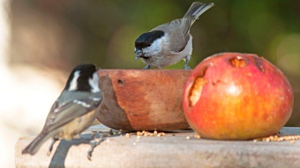 Vtáky pri kŕmidle s jablkom a semienkami počas jesene.