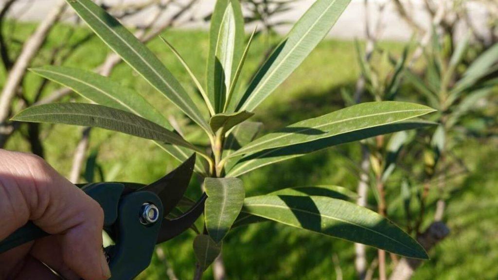 Záhradník strihá výhonky oleandra nožnicami