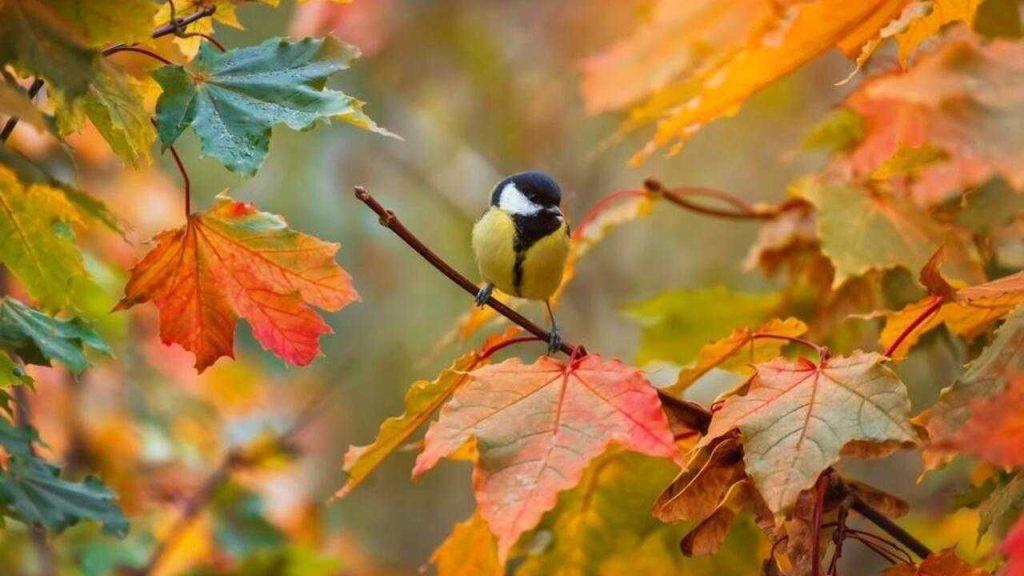 Sýkorka veľká sediaca na jesennej vetvi s farebnými listami.