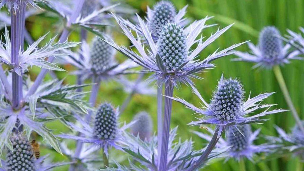 Detail kvitnúceho kotúča modrastého (Eryngium) s ostrými modrofialovými kvetmi v záhrade.
