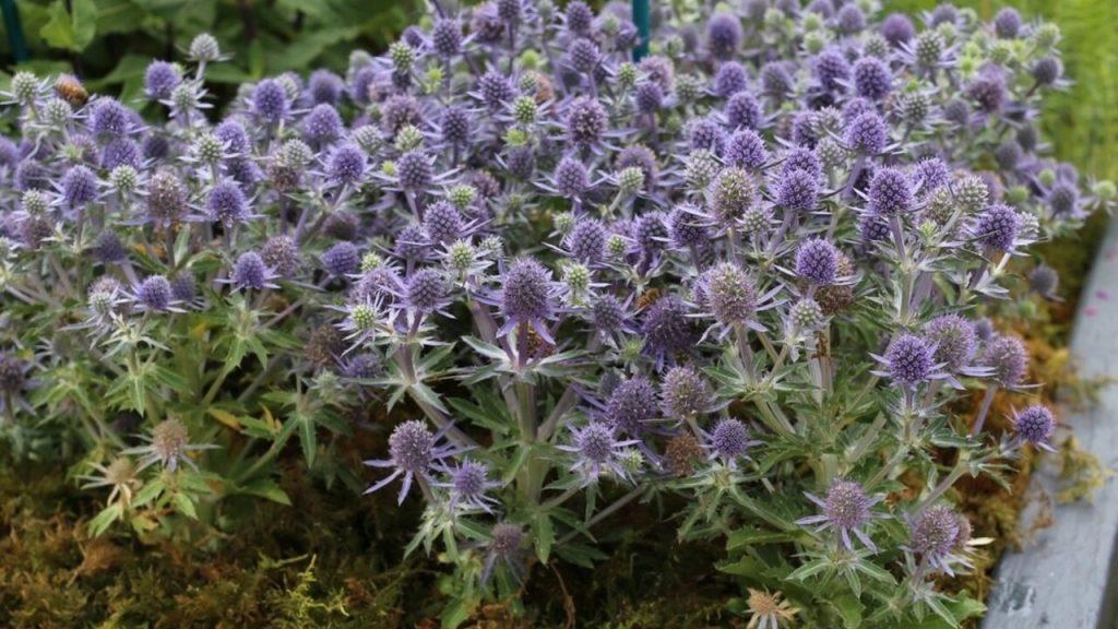 Záhon kotúča modrastého (Eryngium) s množstvom modrofialových kvetov v plnom kvete.