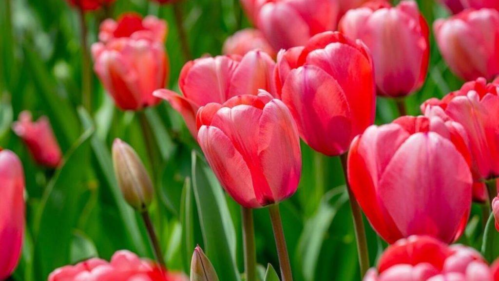 Rozkvitnuté ružové tulipány na jarnej záhrade