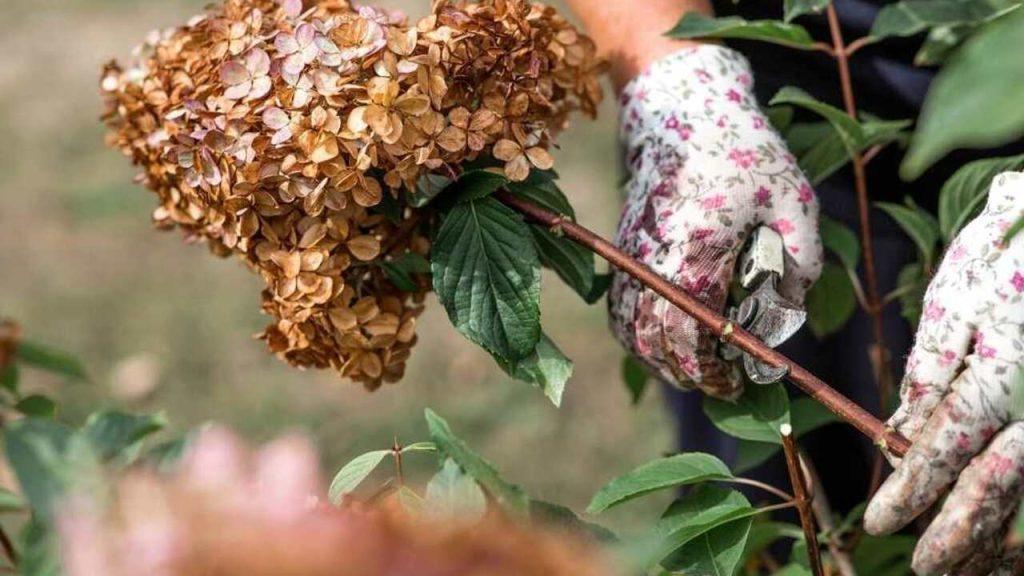 Rez odkvitnutej hortenzie v záhrade na jeseň