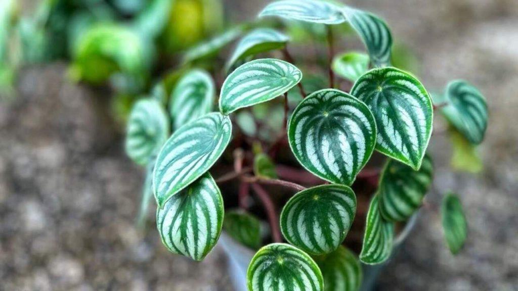 Peperomia Watermelon v kvetináči – izbová rastlina s listami pripomínajúcimi šupku melóna.