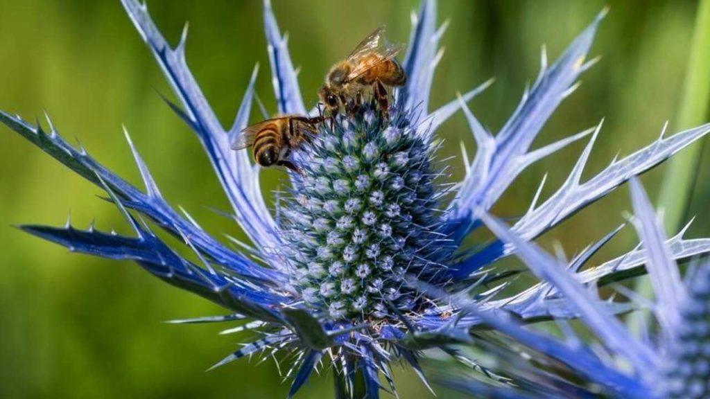 Kotúč modrastý (Eryngium) s modrofialovým kvetom, na ktorom zbierajú nektár včely.