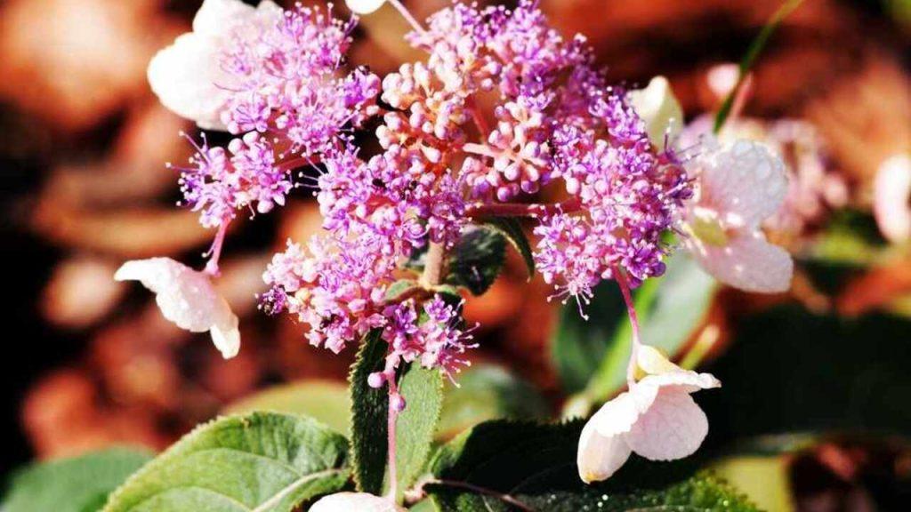 Hortenzia drsná ‘Hot Chocolate’ s pastelovými kvetmi v záhrade