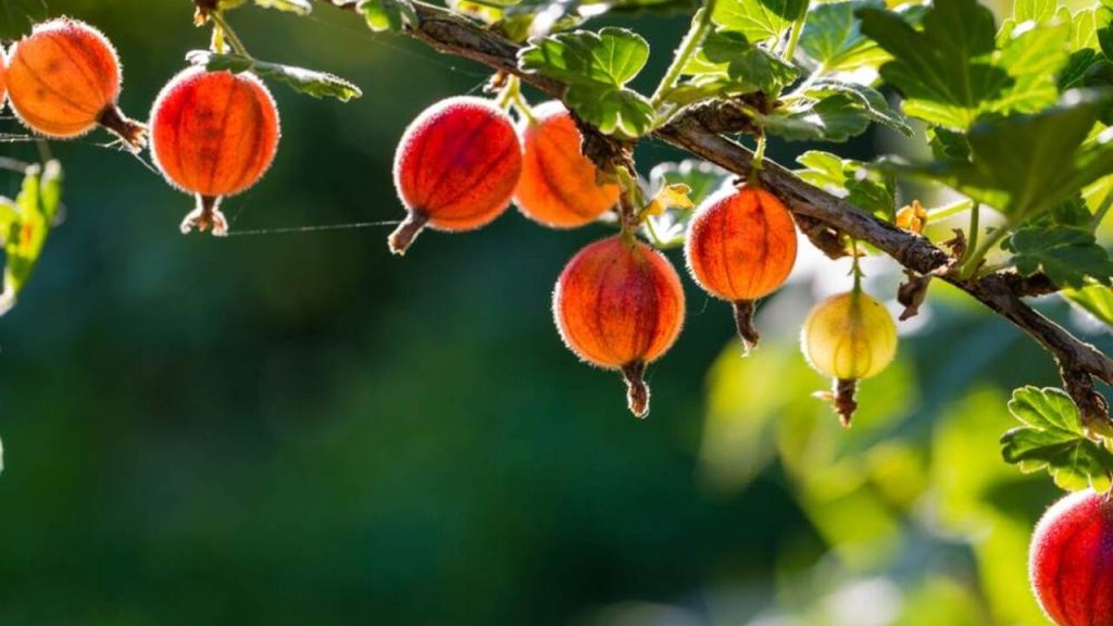 Plodiaci egreš v letnej záhrade.