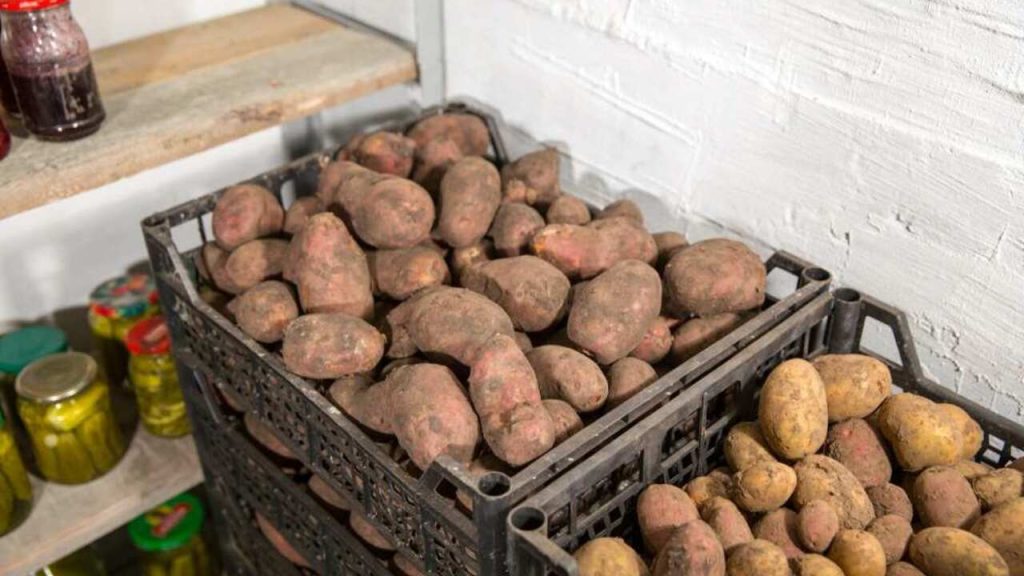 Debny so zemiakmi uložené v pivnici vedľa domácich zaváranín.