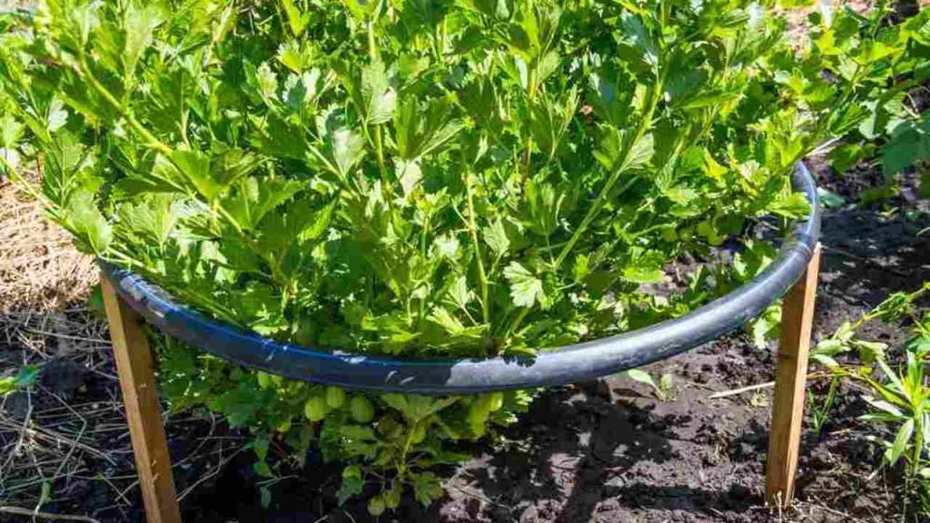 Podpera egrešového kríka z plastovej rúrky a drevených kolíkov v záhrade.