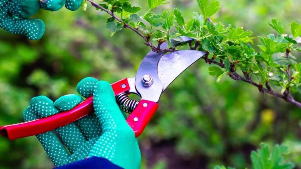 Záhradkár v zelených rukaviciach strihá vetvičku egreša ostrými záhradníckymi nožnicami.
