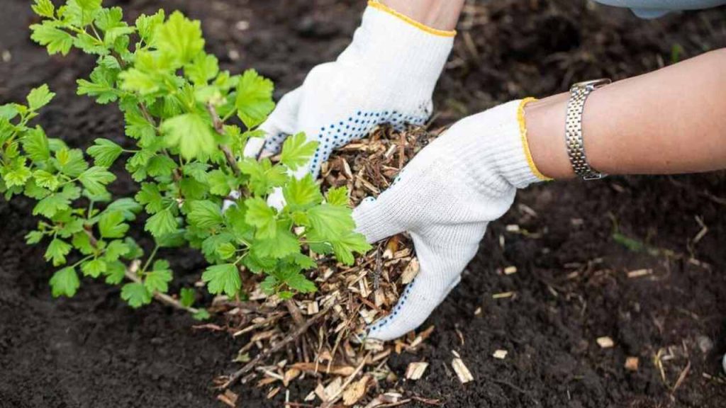 Záhradkárka v rukaviciach prisypáva mladý egreš vrstvou mulča z drevnej štiepky.