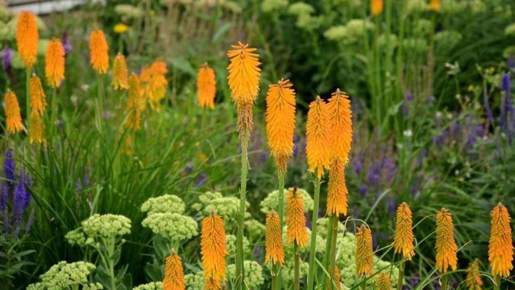 Jesenný záhon so šalviou, okrasnými trávami a rozchodníkom – farebná kombinácia pre dlhý jesenný efekt.