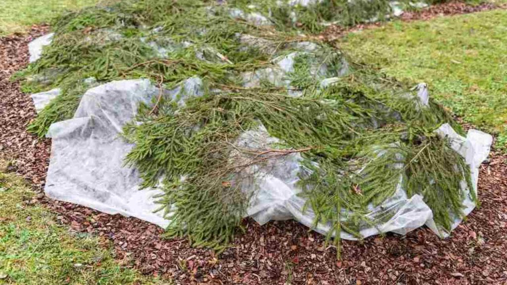 áhon prikrytý čečinou a netkanou textíliou ako zimná ochrana rastlín