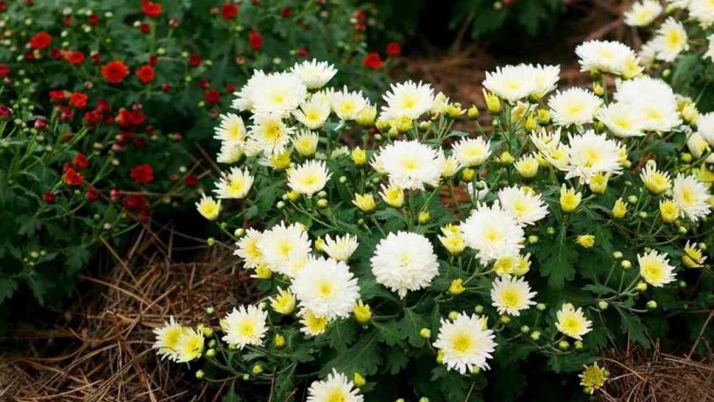 Kvitnúce žlté a biele chryzantémy v jesennom záhone, odroda Chrysanthemum koreanum.
