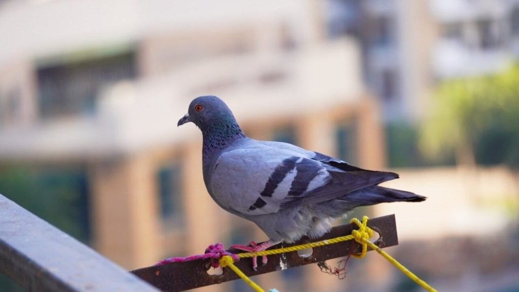 Holub sediaci na zábradlí balkóna v mestskom prostredí