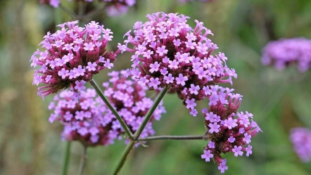 Fialová verbena argentínska (Verbena bonariensis) v plnom kvete v jesennom záhone.