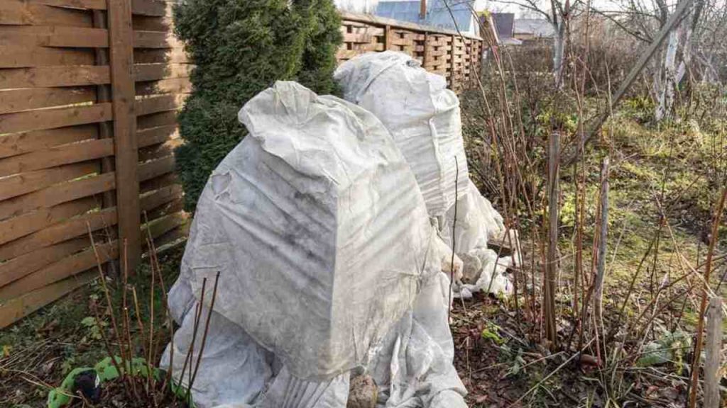 Záhradné rastliny obalené netkanou textíliou pre zimnú ochranu pred mrazom