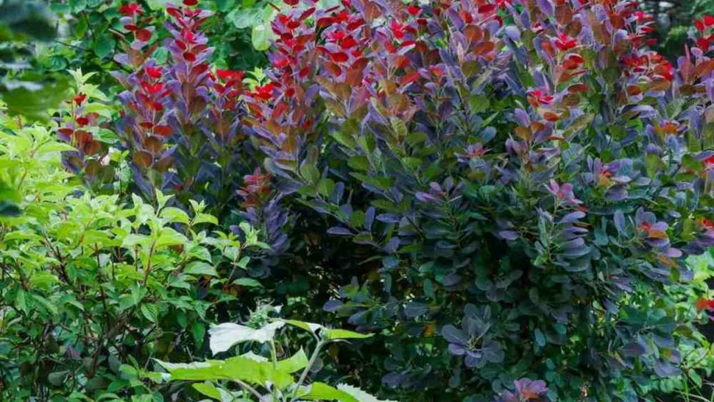 Škumpa vlasatá ‘Royal Purple’ v jesennej záhrade – vínovočervené a fialové listy žiariace na slnku.