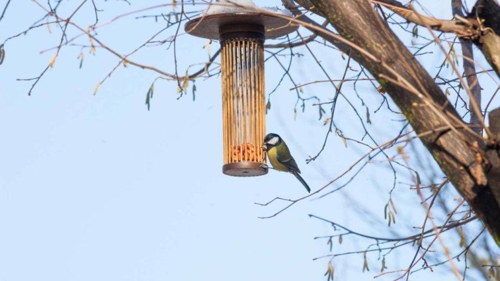 Sýkorka veľká na drevenom tubusovom kŕmidle zavesenom na strome