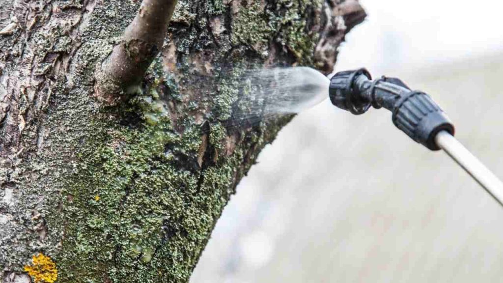 Detail postreku meďnatého prípravku aplikovaného na kmeň ovocného stromu počas jesene.