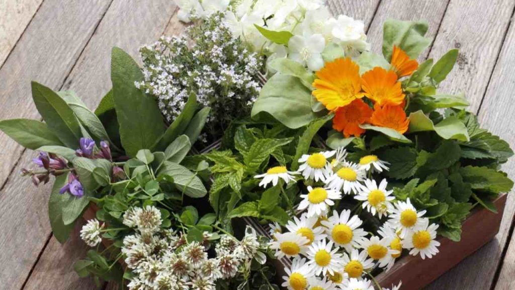 Zmes aromatických byliniek na drevenom stole, vhodných ako prírodné odpudzovače myší