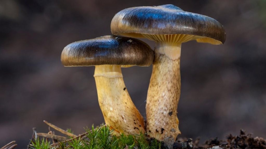 Šťavnačka mrazová rastúca pod ihličnanmi v neskorej jeseni