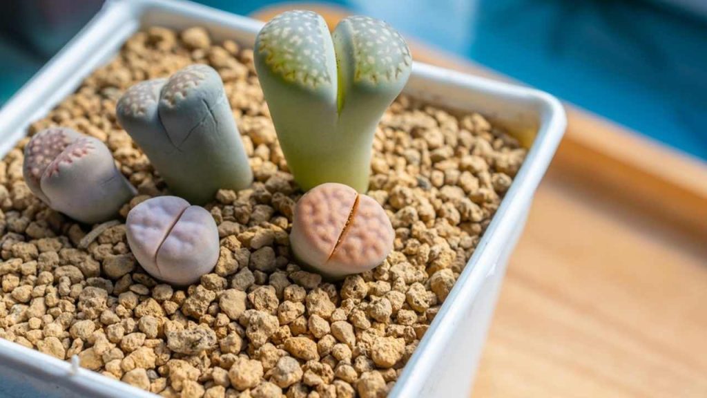 Detail živých kameňov v črepníku, sukulentov s minimálnymi nárokmi.