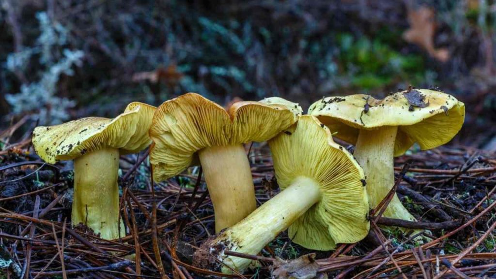 Čírovka zelenkastá (Tricholoma equestre) rastúca v ihličnatom lese medzi ihličím.
