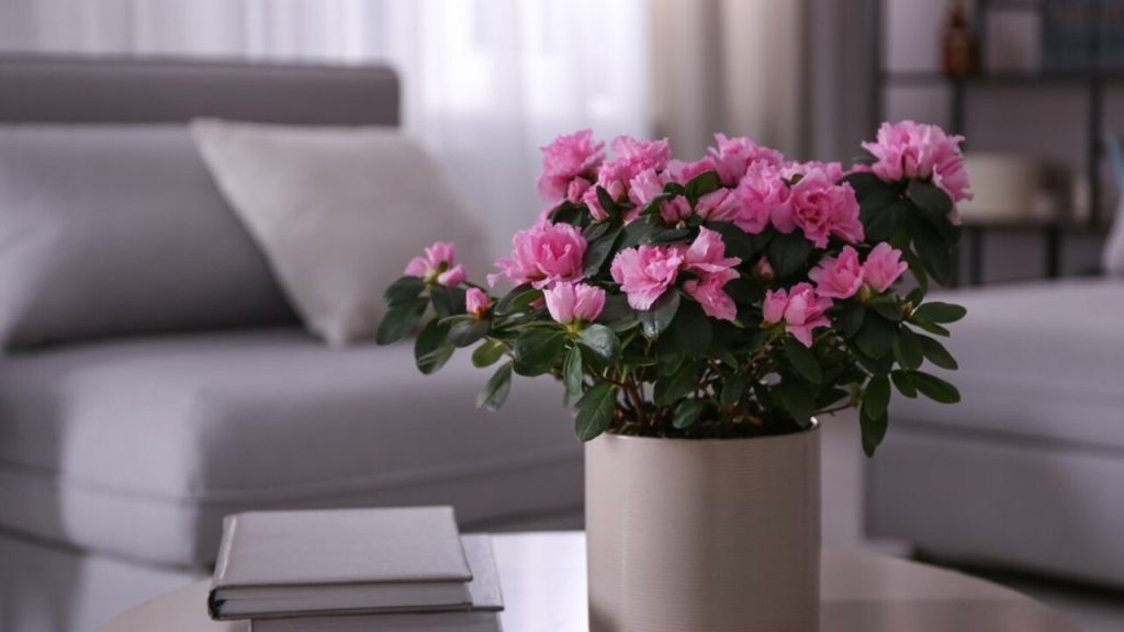 Ružová azalka v kvetináči umiestnená v obývačke na stole