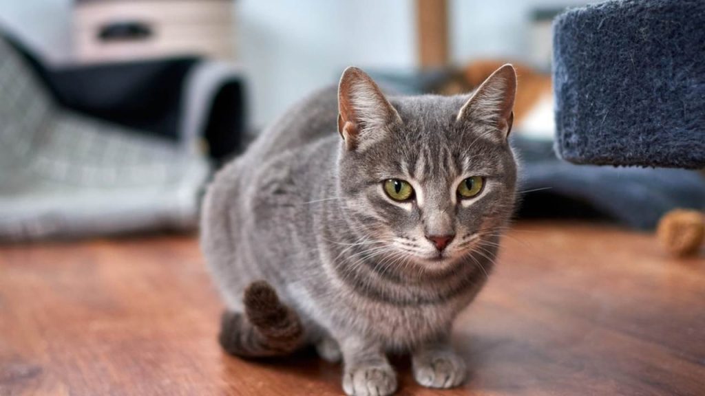 Mačka so sústredeným pohľadom, typickým pre jej analytické a rýchle uvažovanie