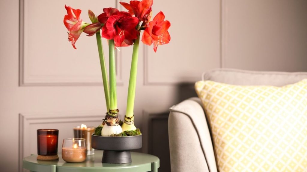 Kvitnúci amarylis v kvetináči ako vianočná dekorácia v obývačke