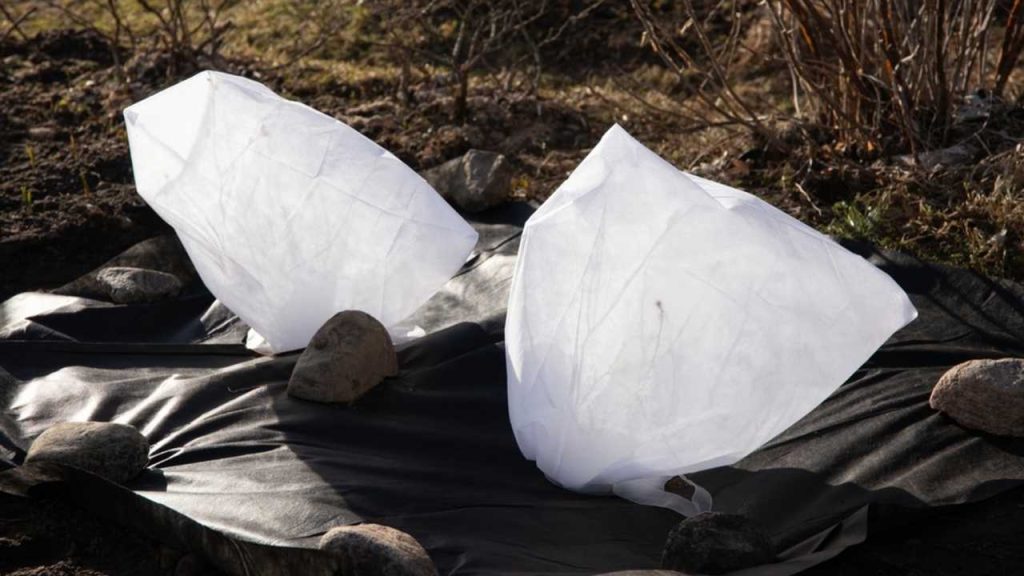 Čučoriedkové kry prikryté bielou ochrannou textíliou, ktorá ich chráni pred zimnými mrazmi v záhrade.