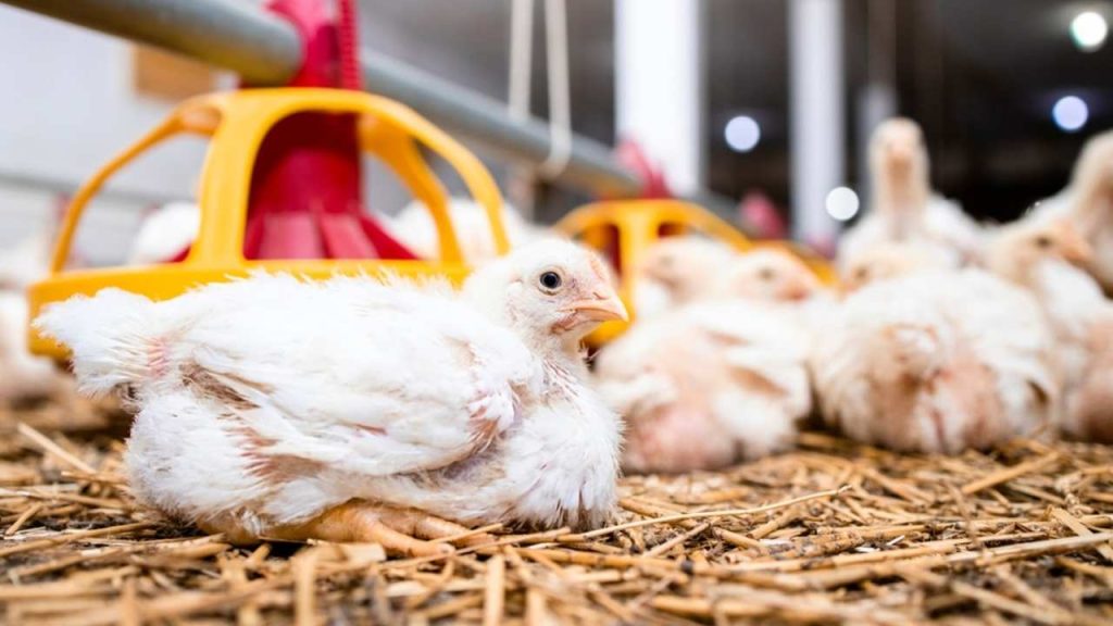 Kurčatá v intenzívnom priemyselnom chove s rýchlym rastom