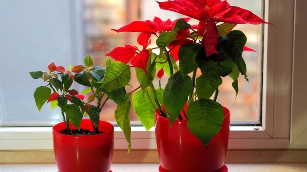 Dve vianočné ruže v červených črepníkoch na parapete počas zimného dňa