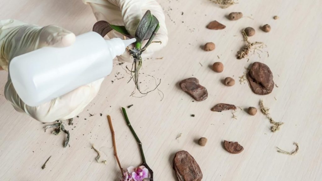 Ošetrenie koreňov orchidey peroxidom vodíka pri presádzaní.