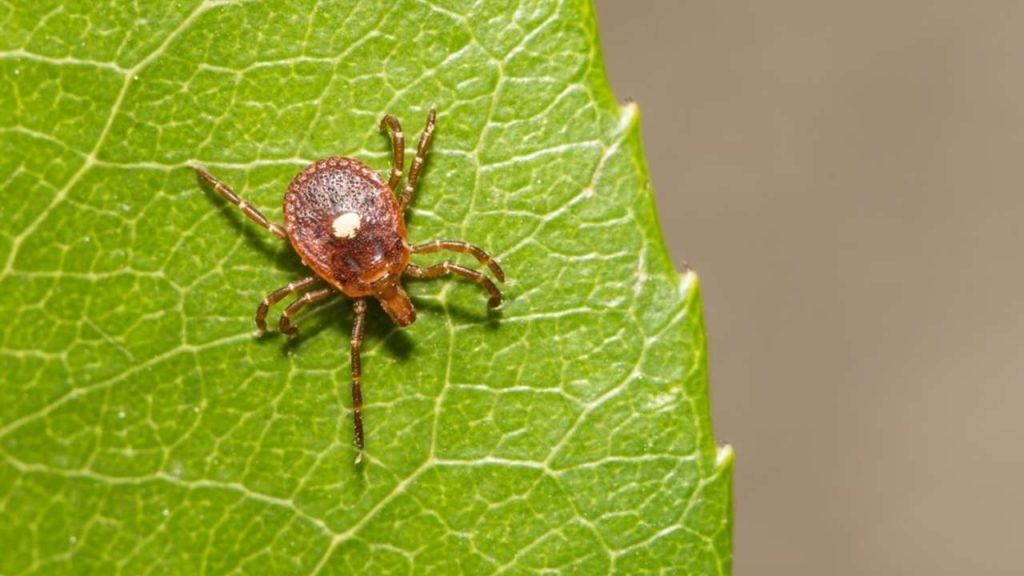 Kliešť Lone Star (Amblyomma americanum) na liste, druh spájaný so vznikom alergie na červené mäso